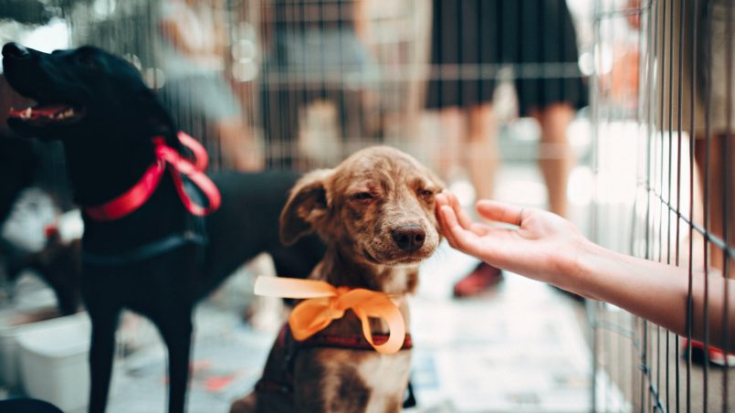 Adotar um cachorro: saiba tudo sobre adoção responsável - Blog AZ Petshop - Dicas para cuidar do seu pet!