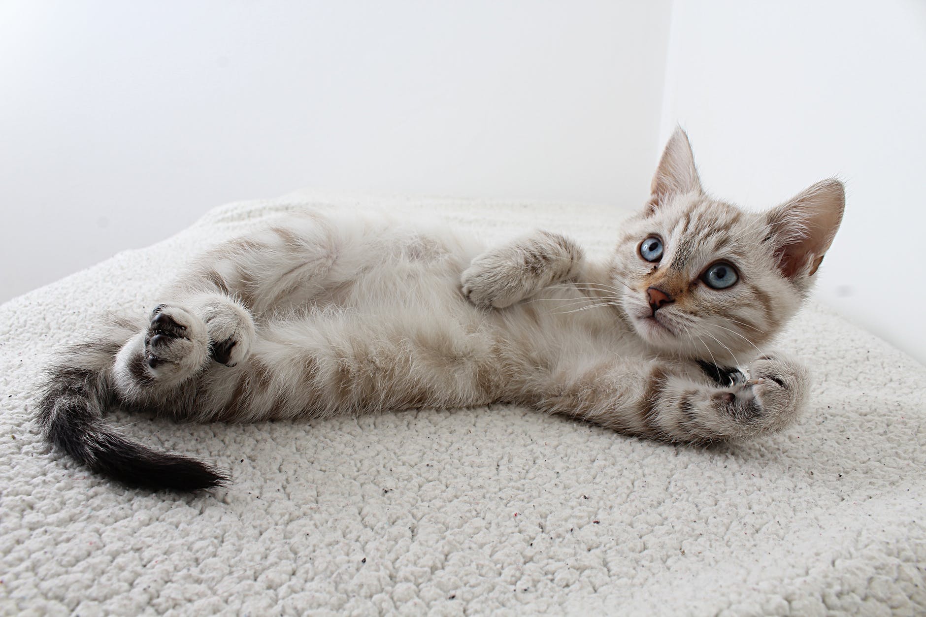 Adotar um gato: tudo o que você precisa saber - Blog AZ Petshop - Dicas  para cuidar do seu pet!