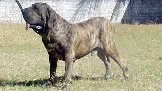 Fila Brasileiro: saiba tudo sobre esse cachorro grande - Blog AZ