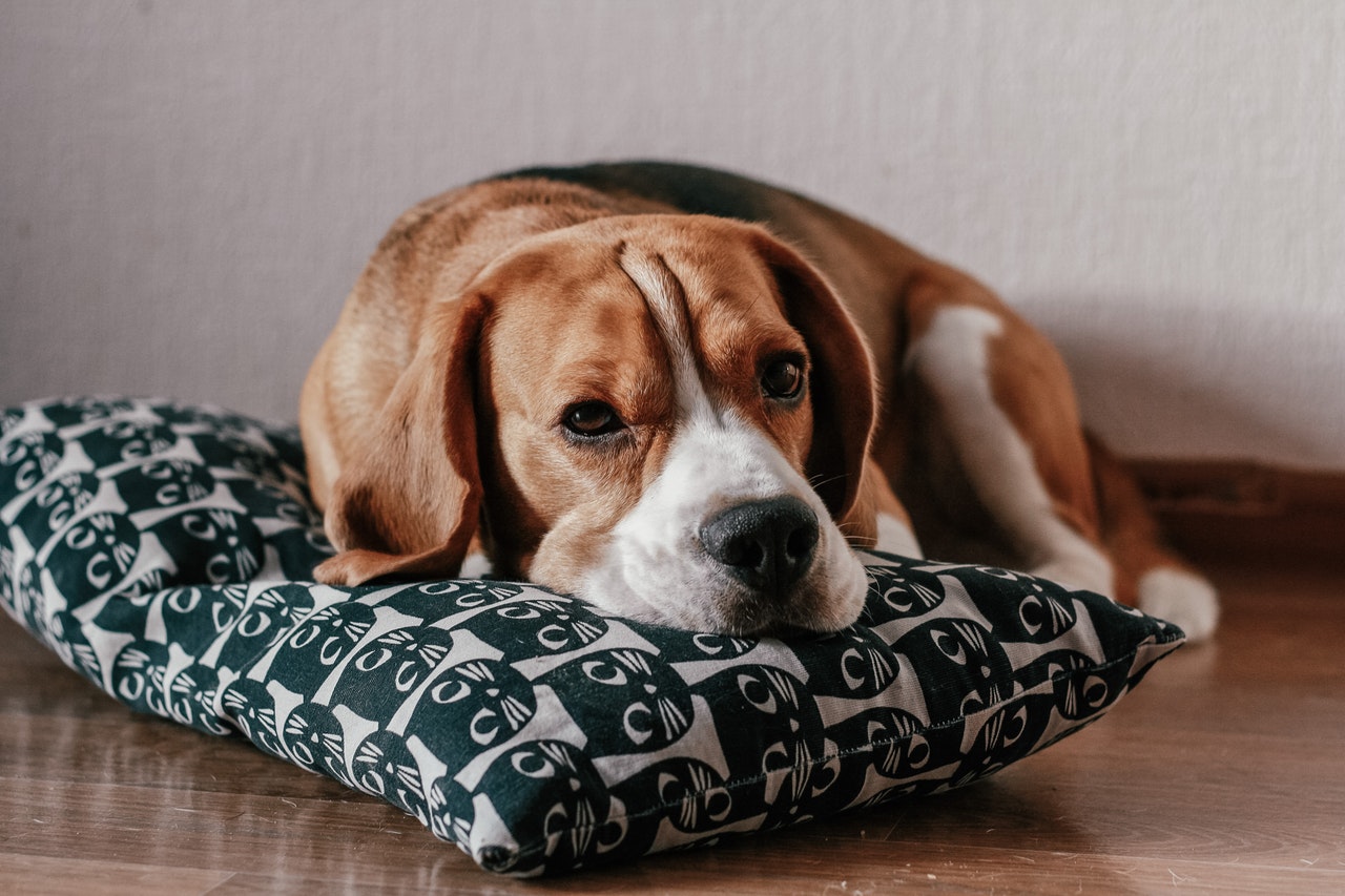 Beagle: filhote, preço, mini, saiba tudo