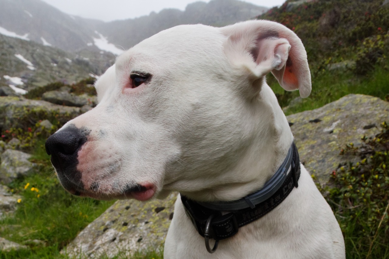 Dogo Argentino, o Mastiff Argentino: saiba tudo sobre a raça