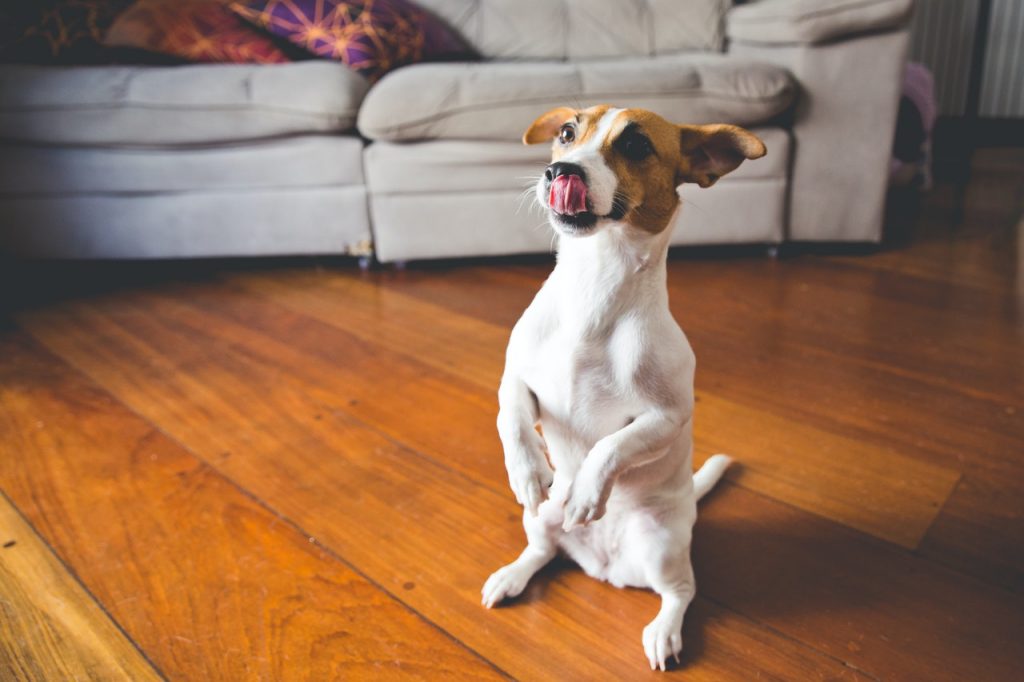 Jack Russell Terrier: filhote, apartamento, personalidade, saiba tudo sobre a raça