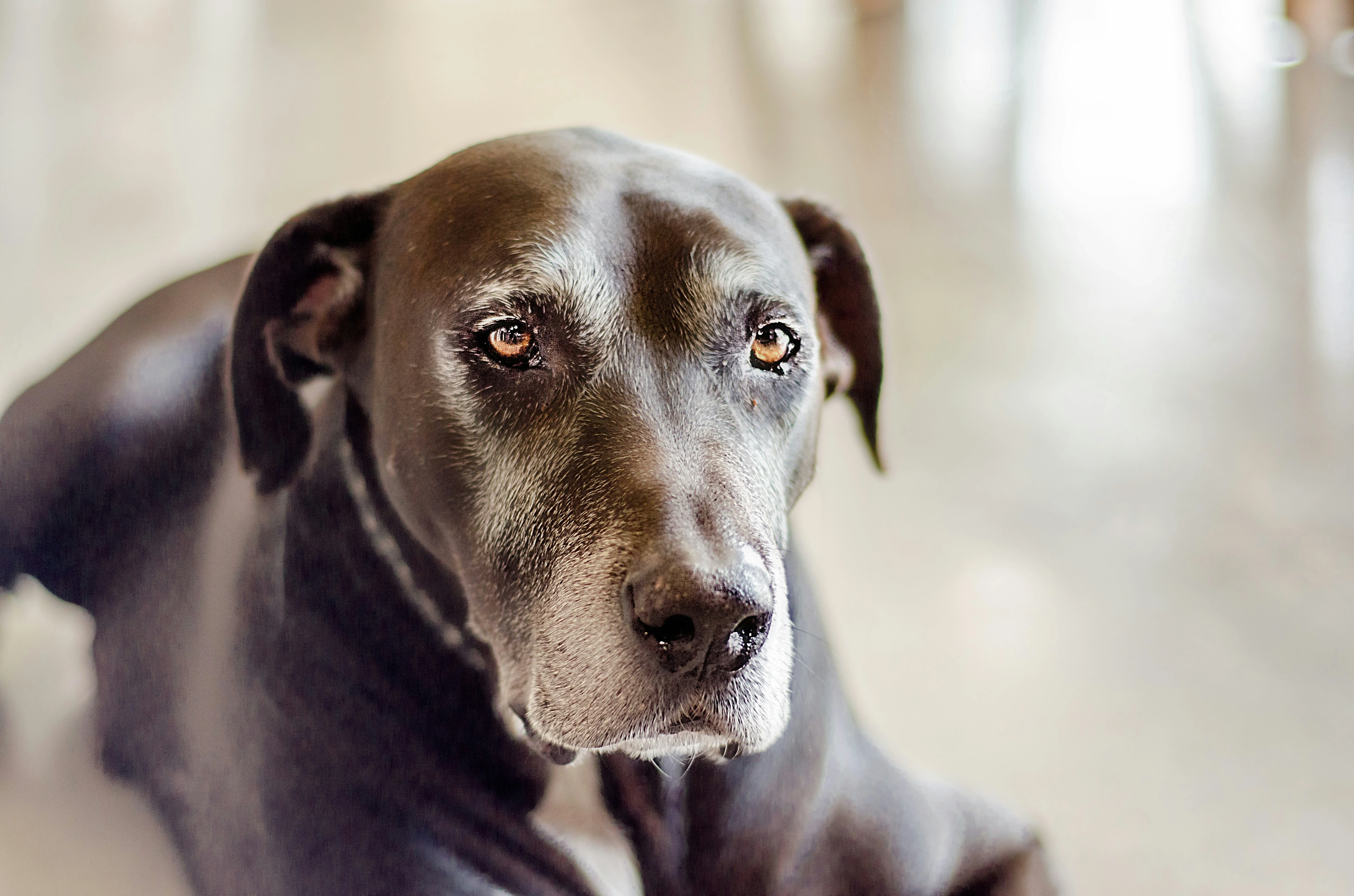 Cuidados com Pets Idosos: Como adaptar a Casa e  Alimentação?