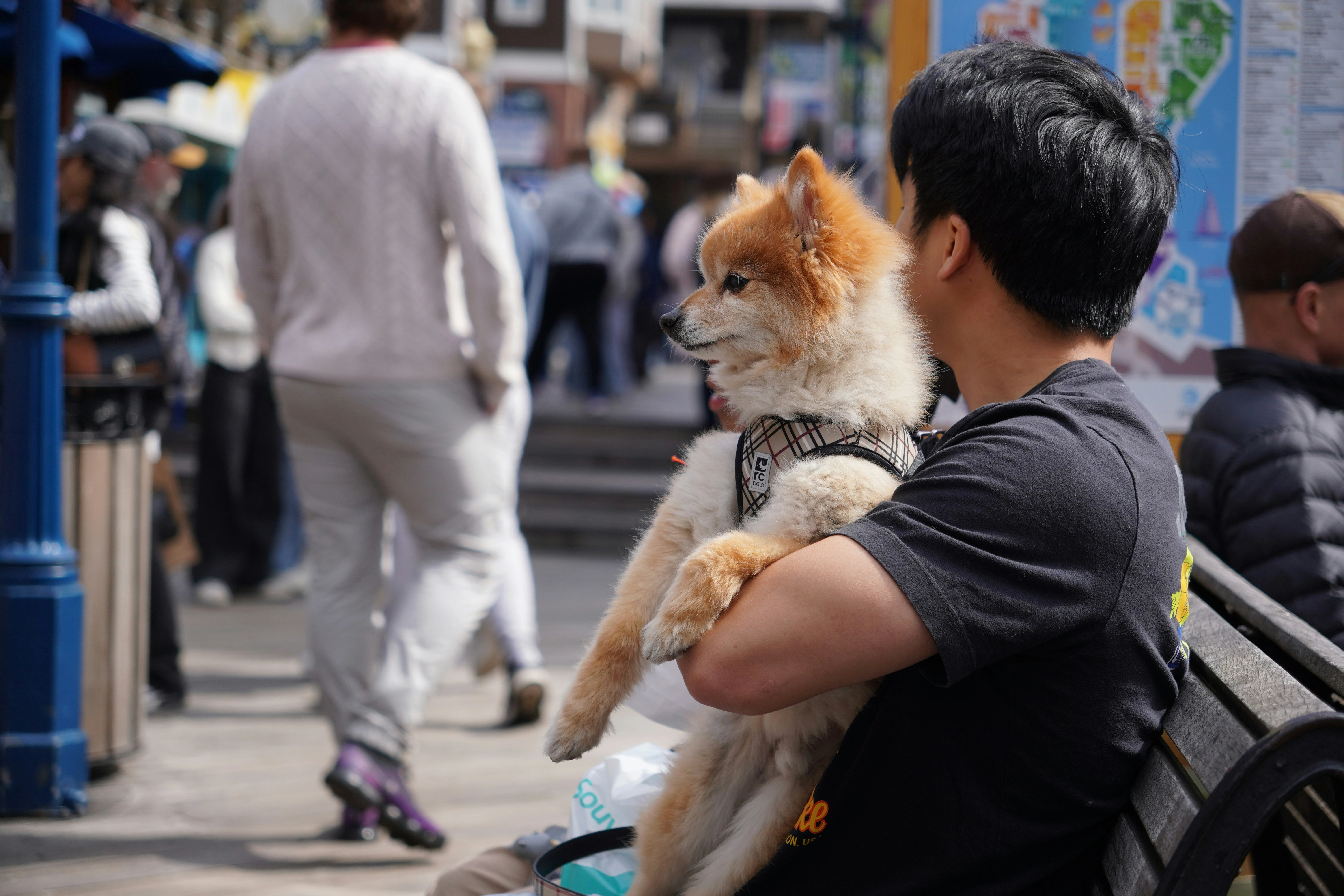 Acessórios indispensáveis para passeio com seu pet