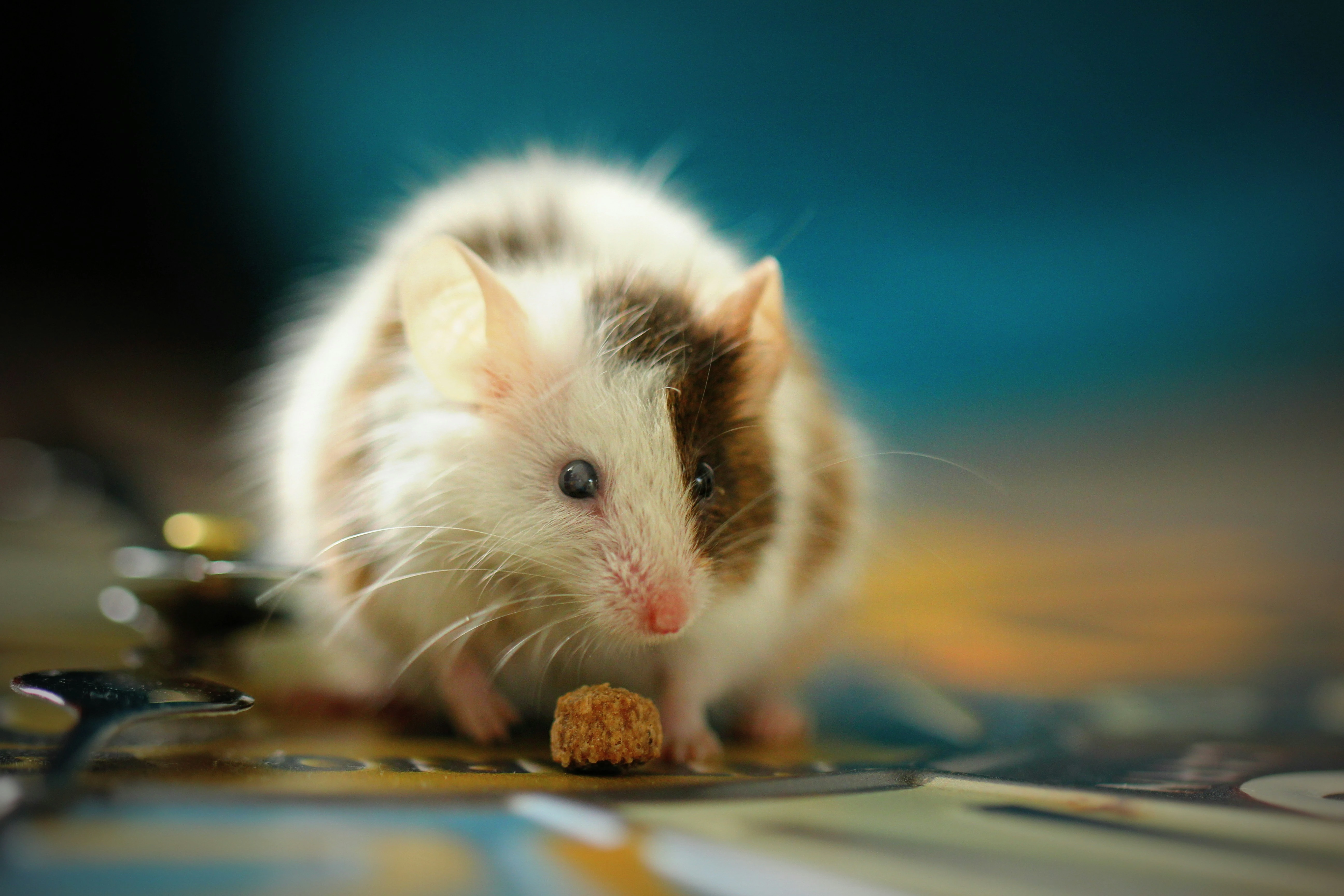 A importância da higiene para roedores: dicas para manter seu pet limpo e saudável