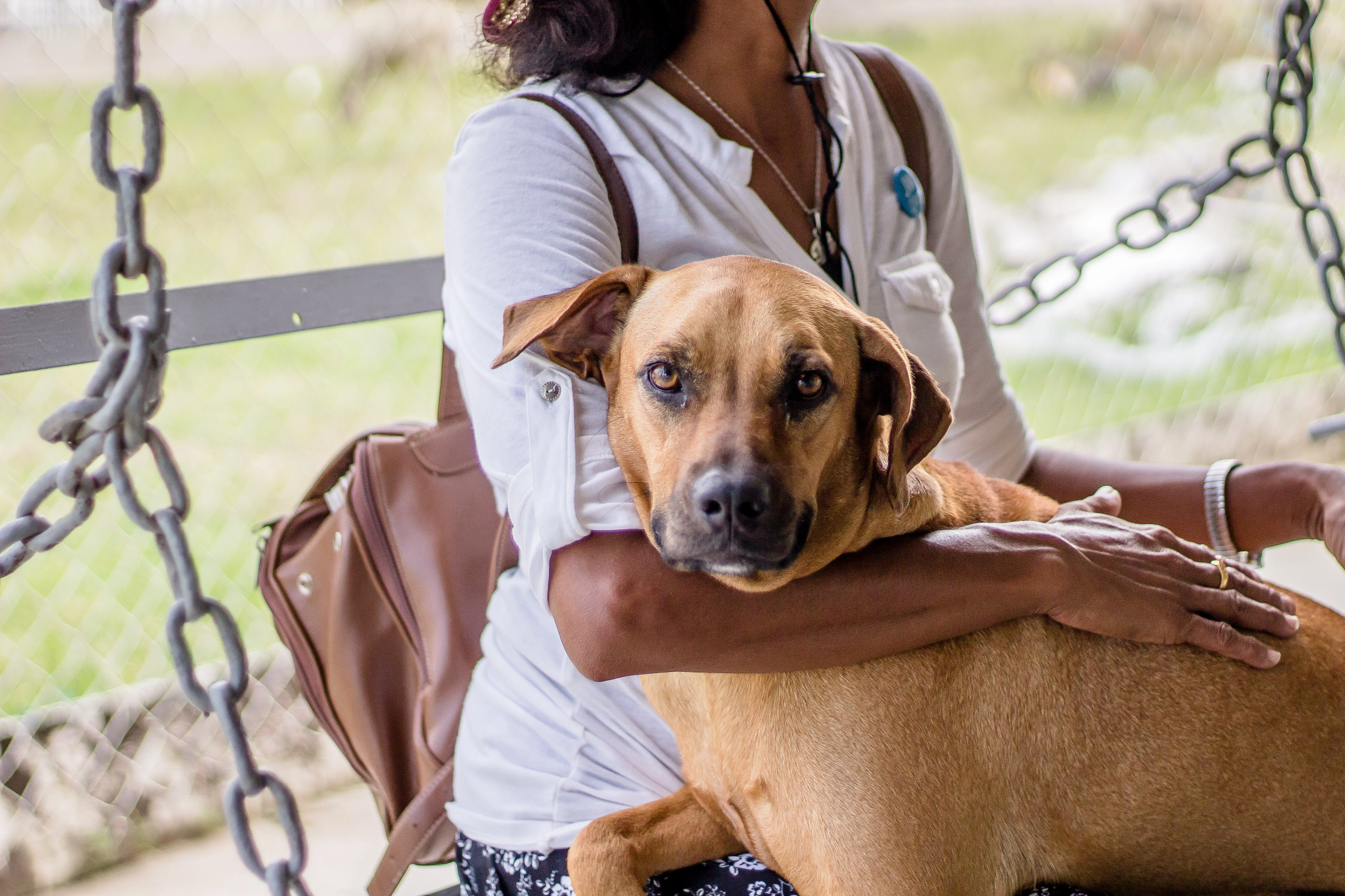 Quais são as 5 raças de cachorro mais populares do Brasil?
